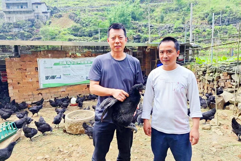 駐村第一書記黃福元（左）在定點幫扶的民族地區廣西河池大化瑤族自治縣雅龍鄉宏偉村到農戶家中了解“五黑雞”養殖情況。_副本.jpg